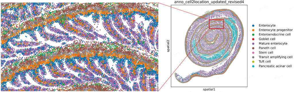 Figure 1. This image displays the improved spatial localization at the nanoscale for key intestinal cell types within the villus crypt architecture, as achieved by the Stereo-seq OMNI V1.1 method